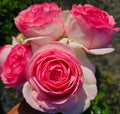 Pink Climbing Rose Live Plant, Potted 2 Quart H974682
