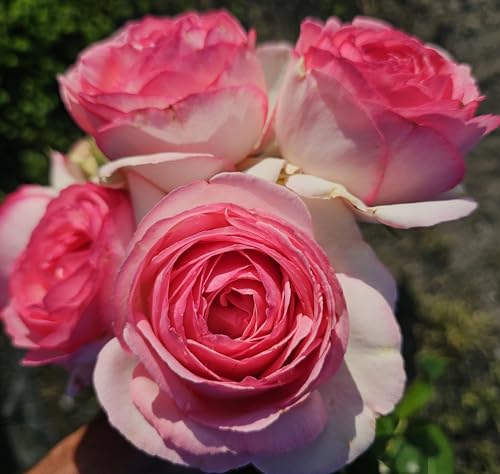 Pink Climbing Rose Live Plant, Potted 2 Quart H974682