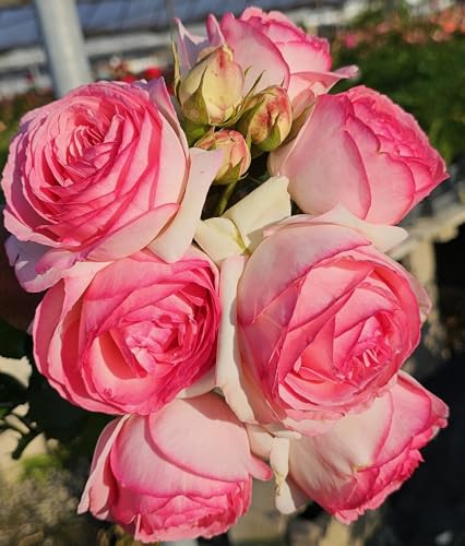 Pink Climbing Rose Live Plant, Potted 2 Quart H974682