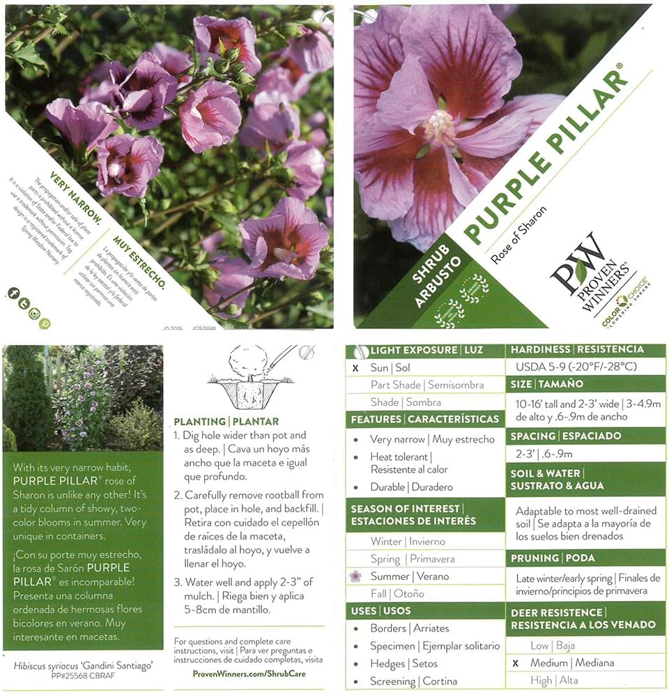 2 Gallon Pillar Hibiscus J329685