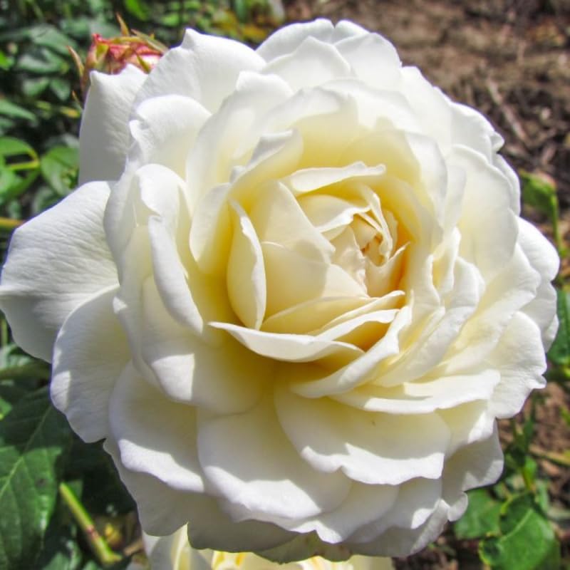 Climbing Rose Live Plant Well Rooted Ready to Plant K23136