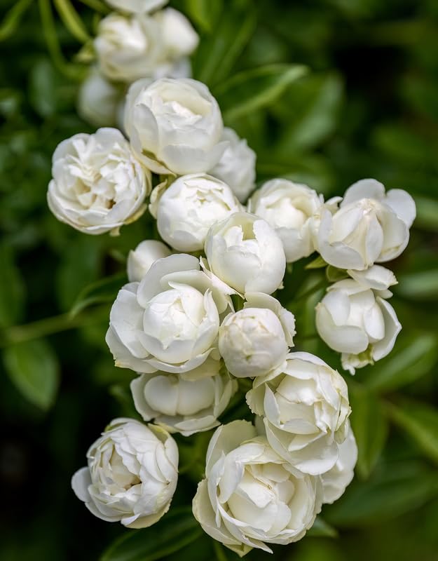 Climbing Rose Live Plant Well Rooted Ready to Plant K23136