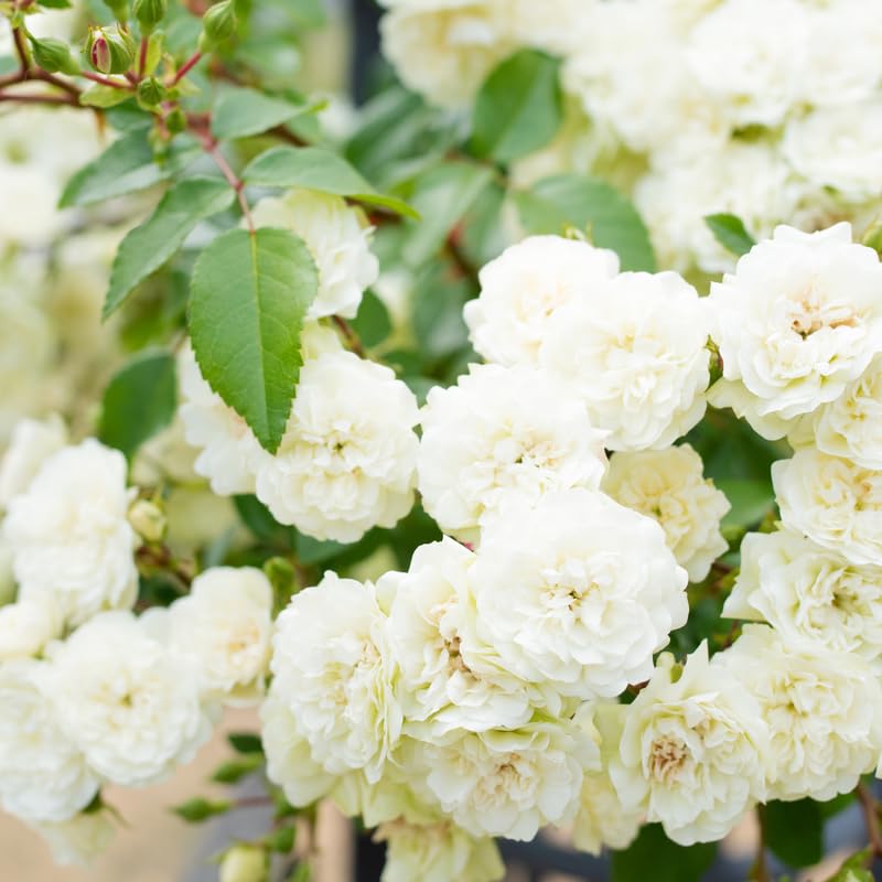 Climbing Rose Live Plant Well Rooted Ready to Plant K23136