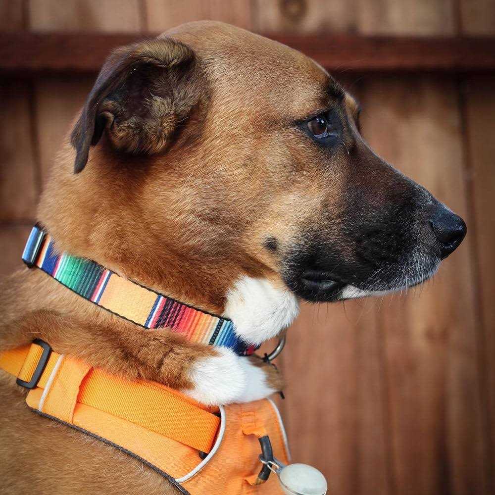 Seatbelt Dog Collar O99625
