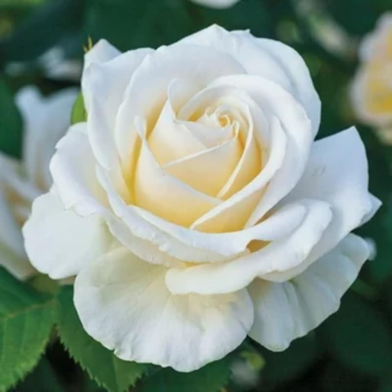 Climbing Rose Live Plant Well Rooted Ready to Plant K23136