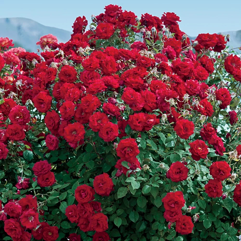 Floribunda Rose Bush F51472