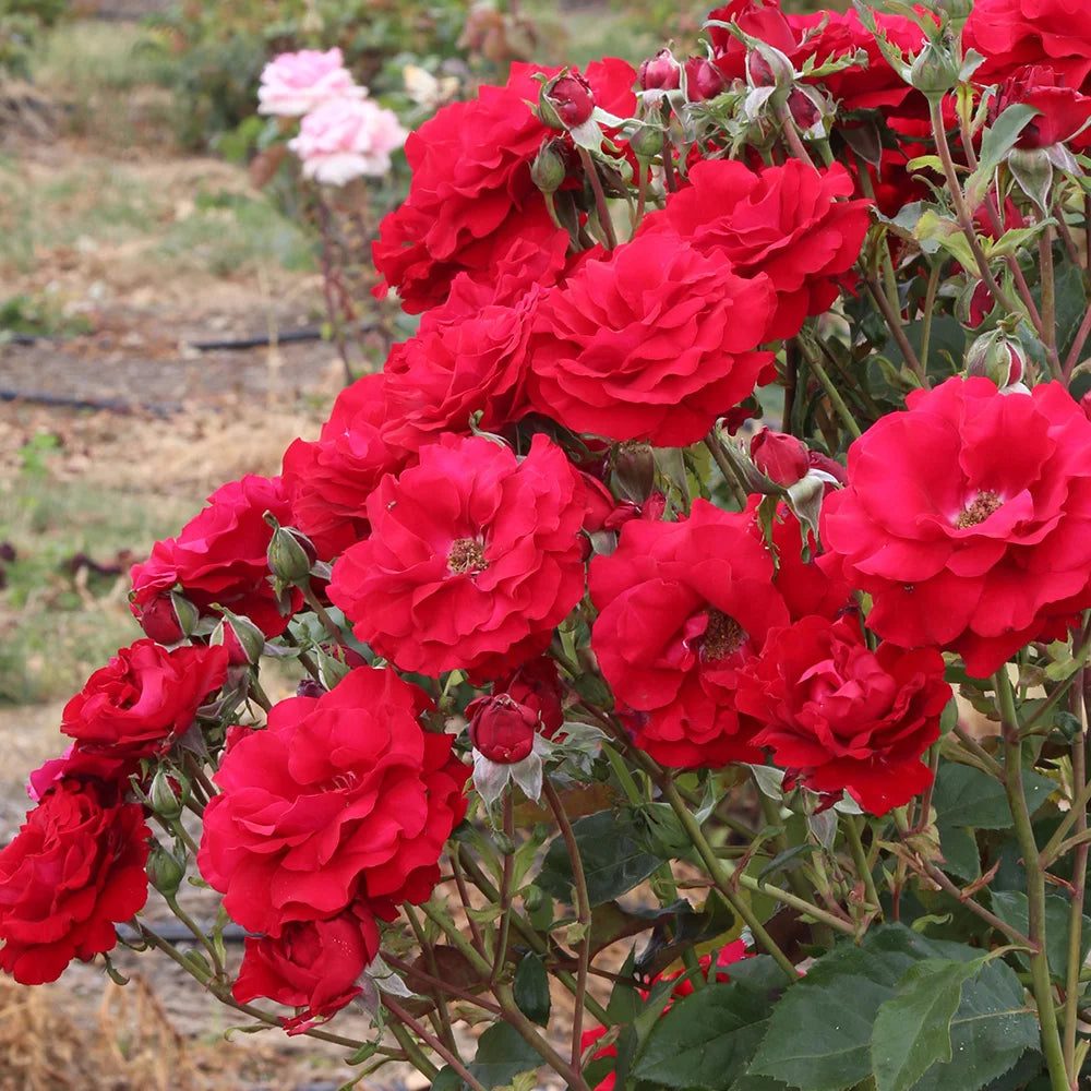 Floribunda Rose Bush F51472