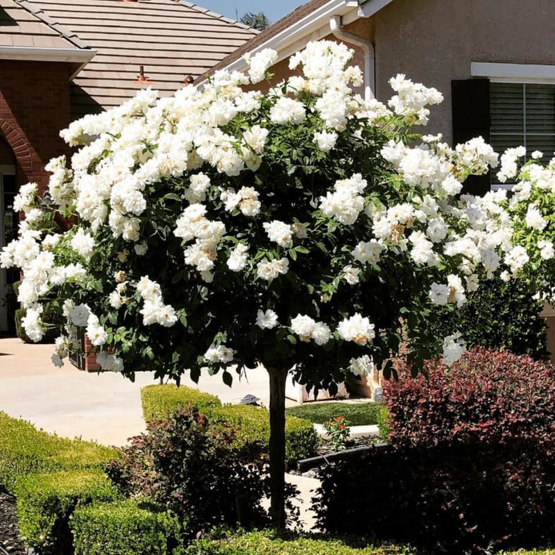 Climbing Rose Live Plant Well Rooted Ready to Plant K23136