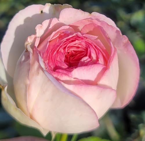 Pink Climbing Rose Live Plant, Potted 2 Quart H974682