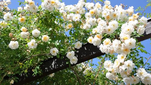Climbing Rose Live Plant Well Rooted Ready to Plant K23136