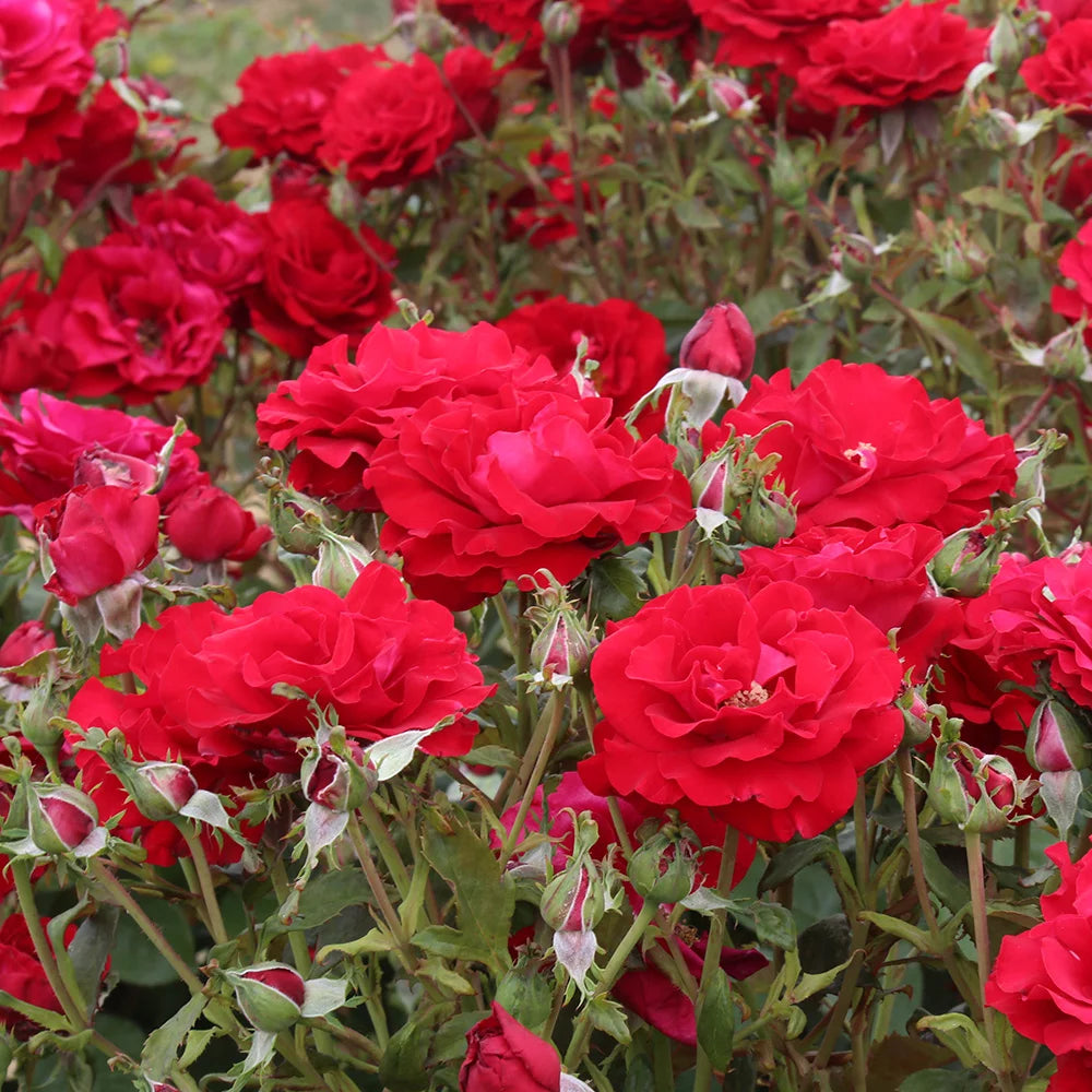 Floribunda Rose Bush F51472