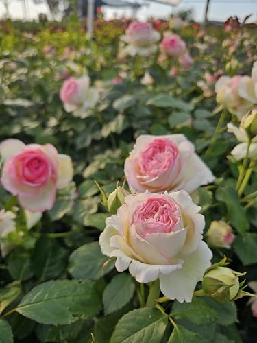 Pink Climbing Rose Live Plant, Potted 2 Quart H974682