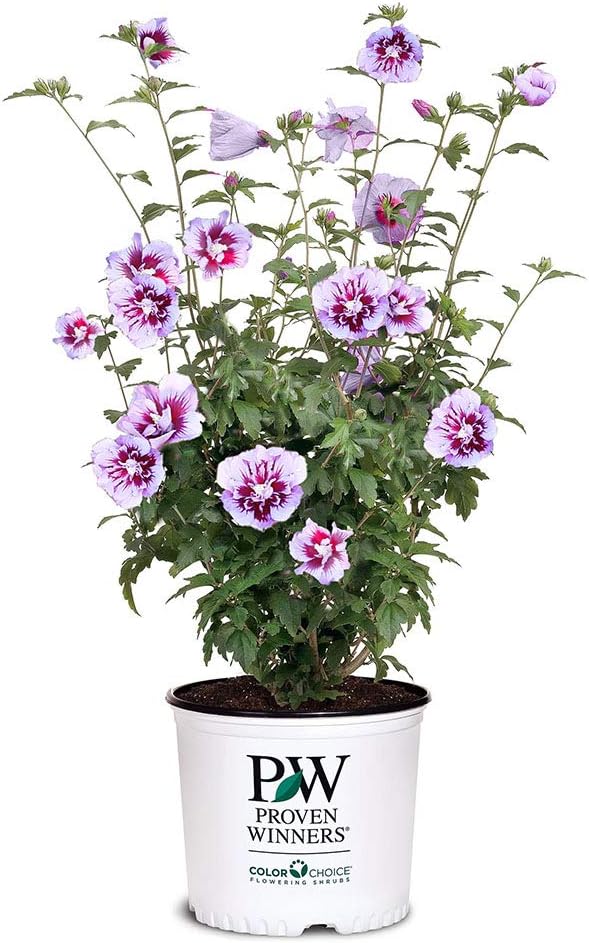 2 Gallon Pillar Hibiscus J329685