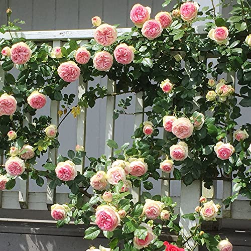 Pink Climbing Rose Live Plant, Potted 2 Quart H974682