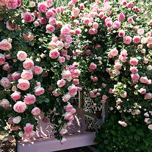 Pink Climbing Rose Live Plant, Potted 2 Quart H974682