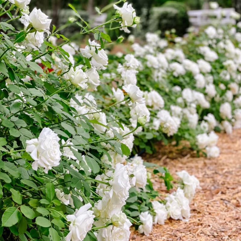 Climbing Rose Live Plant Well Rooted Ready to Plant K23136