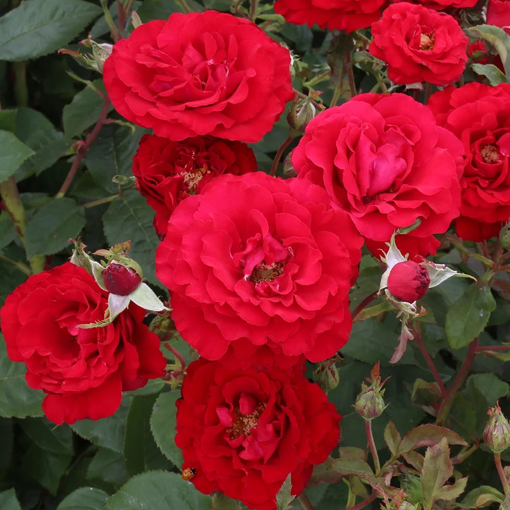 Floribunda Rose Bush F51472