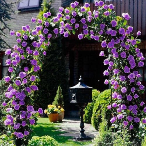 Climbing Rose Live Plant Well Rooted Ready to Plant K23136