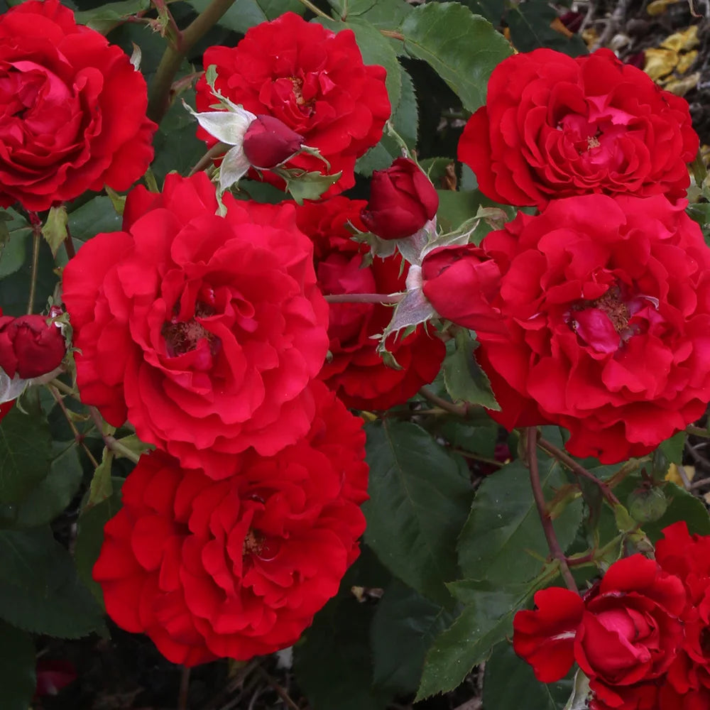 Floribunda Rose Bush F51472