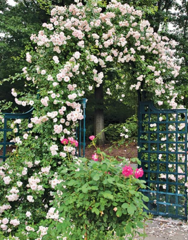 Climbing Rose Live Plant Well Rooted Ready to Plant K23136