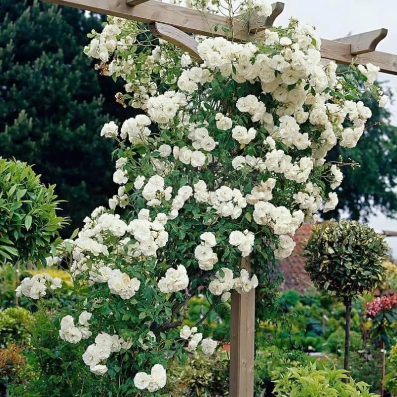 Climbing Rose Live Plant Well Rooted Ready to Plant K23136