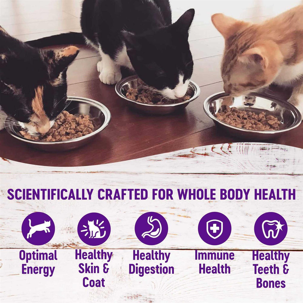 Seafood Pate Variety Pack Wet Cat Food M969